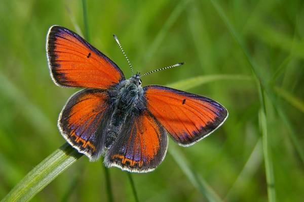 Purple-edged Copper (Fernando Jubete) Image