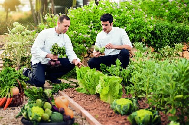 Chefs on a wellness resort growing their own ingredients for meals