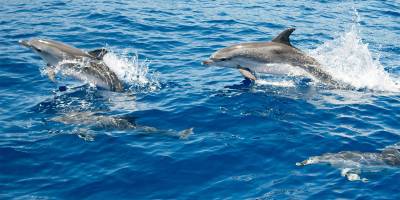 Atlantic Spotted Dolphins, Azores Image