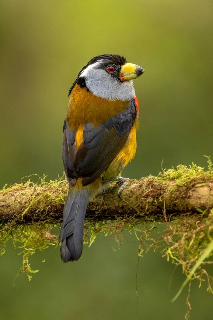 Toucan Barbet © Francisco Munoz.jpg