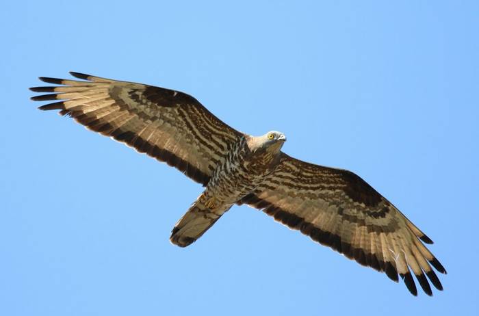 European Honey Buzzard