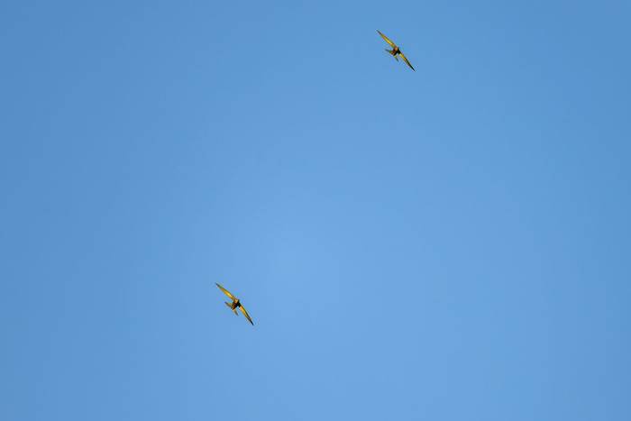 Pallid Swifts © Adam Court, March 2026 tour