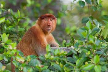 Proboscis Monkey (Jackie Lover)