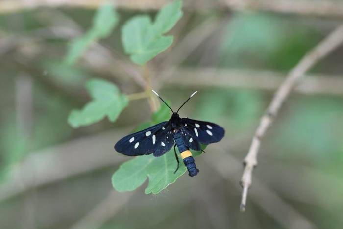 Phegea Moth (Gerald Broddelez)