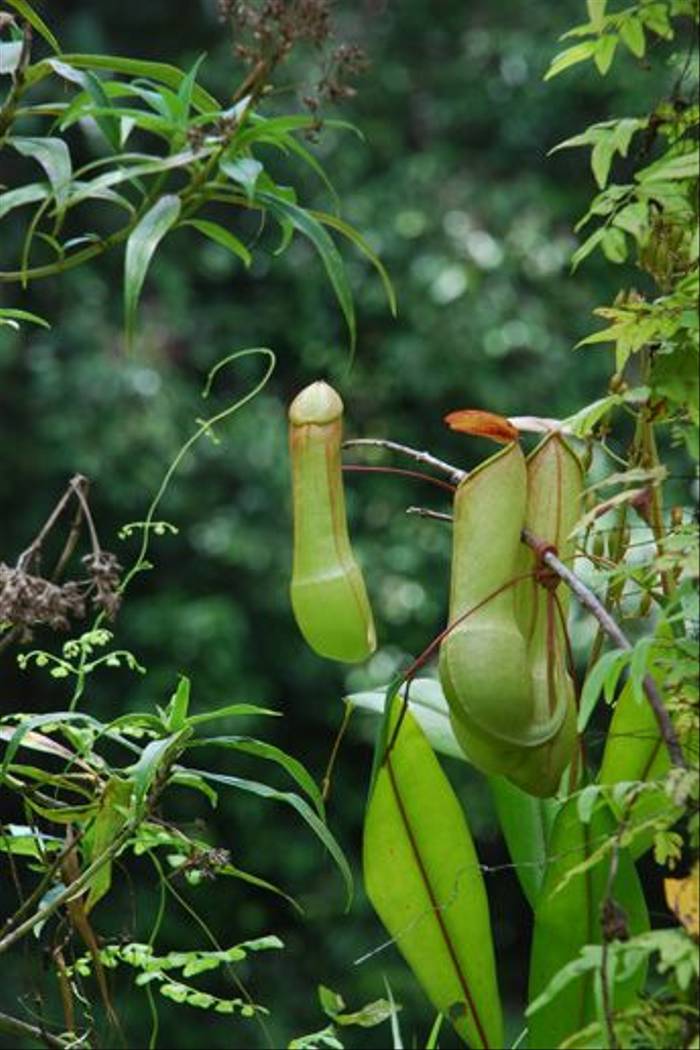 Pitcher plant sp., Sinharaja Forest (Thomas Mills)