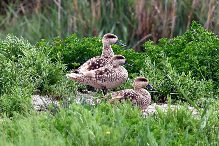 Marbled Ducks © Robert Davidson, April 2025