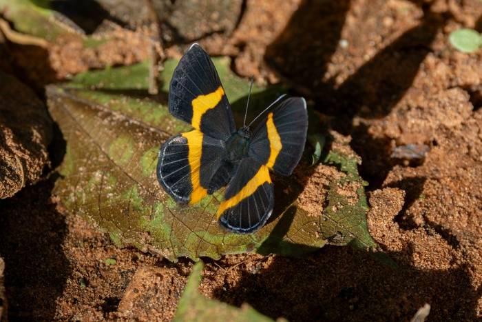 Golden-banded Gem (Parcella amarynthina) © James Warren, May 2026.jpg