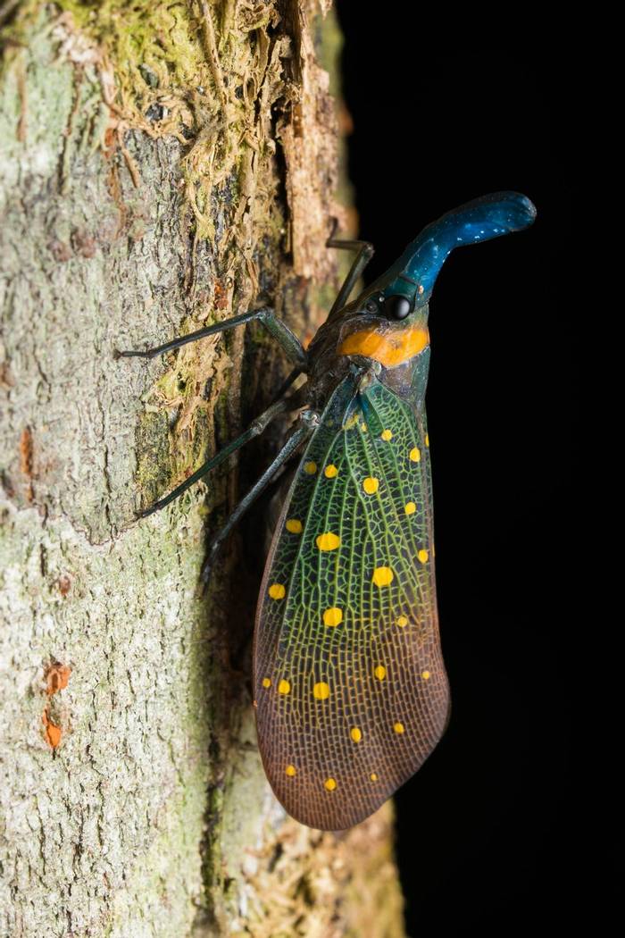 Lantern bug (Pyrops whiteheadi) © Steven Wong, October 2023 tour