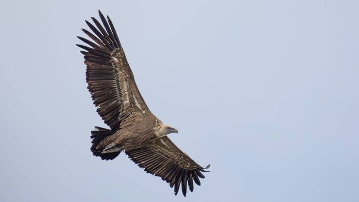 Eurasian Griffon Vulture (1).jpg