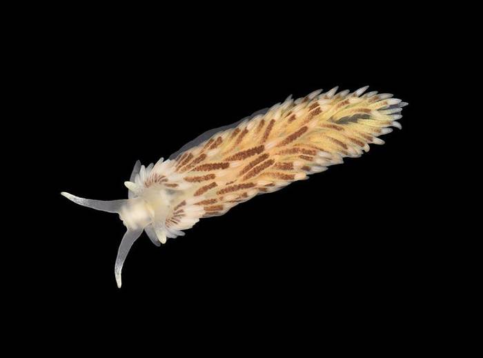 Small Sea Slug, Aeolidiella alderi (Andrew Cleave)
