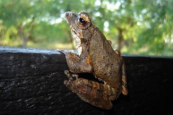 South Africa - Reptiles, Amphibians & other Wildlife - Naturetrek