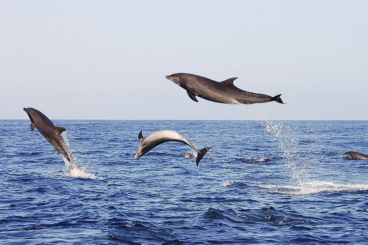 Bottlenose Dolphins, Galapagos Shutterstock 240694336