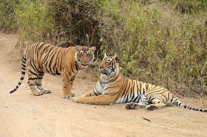 Tiger and cub (Pradeep Singh)