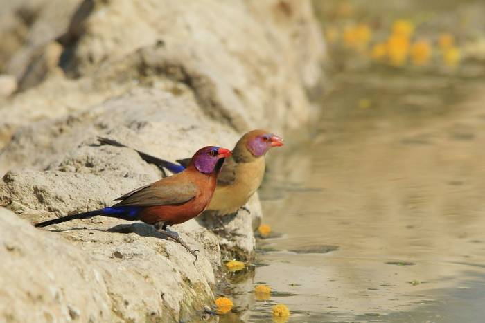 Violet-eared Waxbill