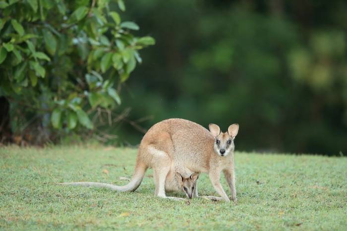 Whiptail Wallaby, Queensland shutterstock_1463146904.jpg