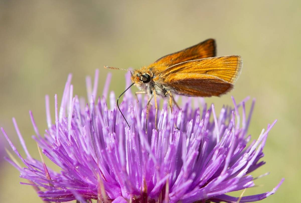 Lulworth Skipper, UK shutterstock_1089576455.jpg