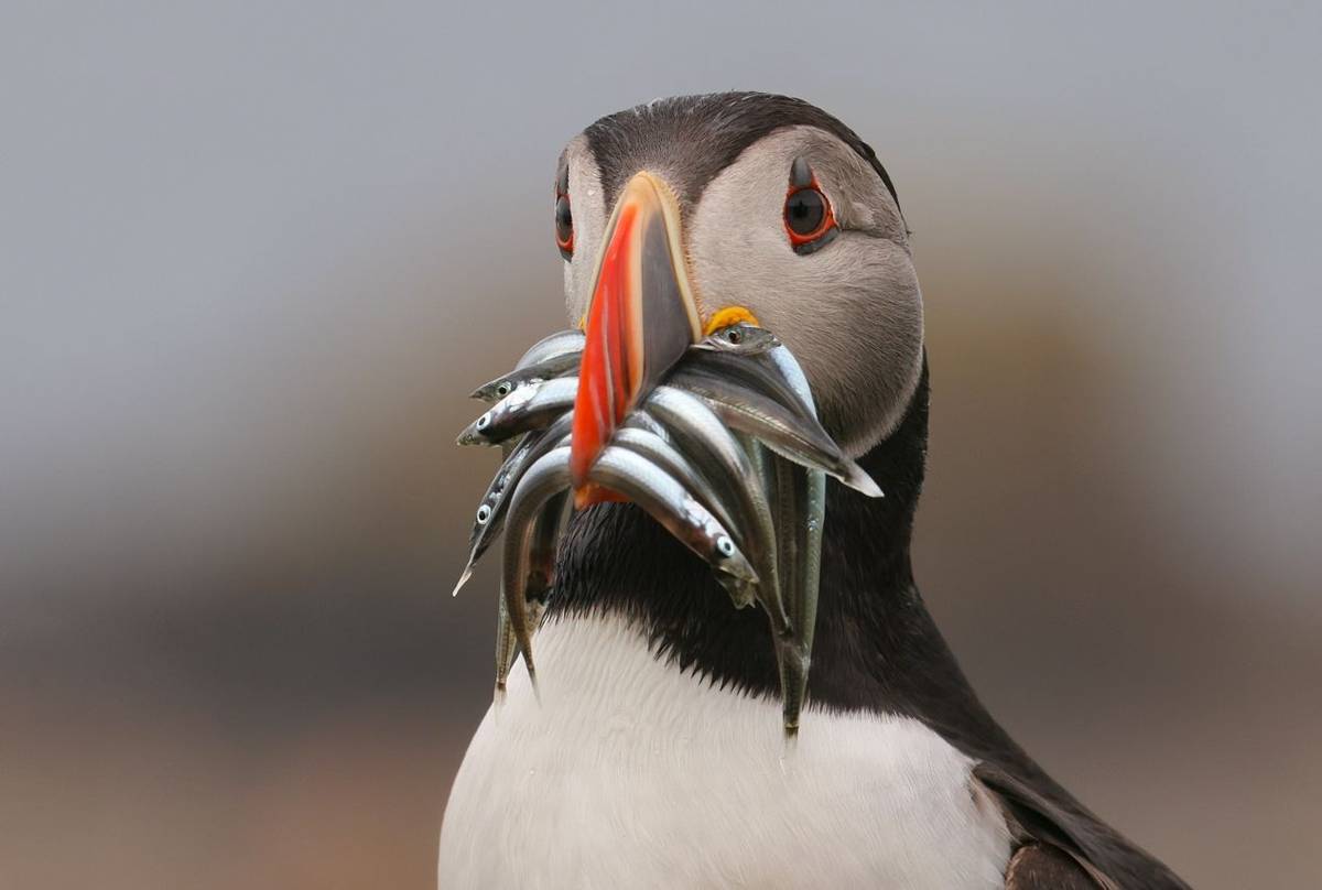 Puffin (Dave Jackson)