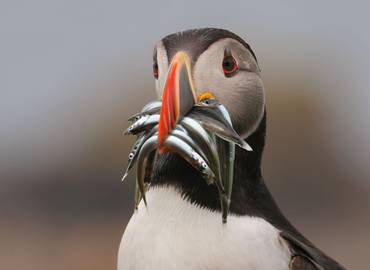 Ardnamurchan - Wild Scotland in Spring