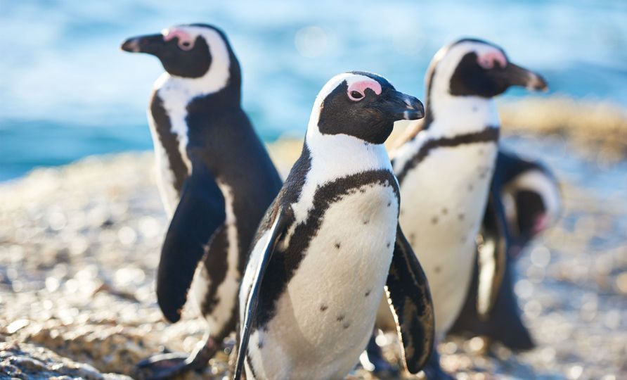 Cape Town - Boulders Beach penguins.jpg Cape Town - Boulders Beach penguins.jpg