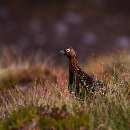 Red Grouse