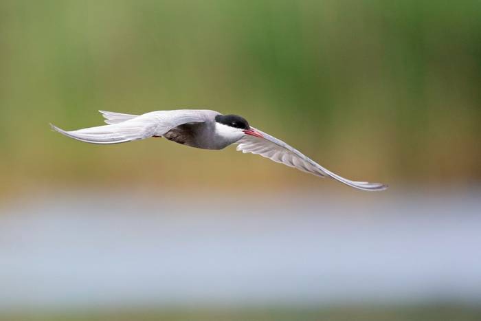 Whiskered Tern