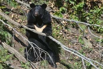 Asiatic Black Bear Shutterstock 1085241845