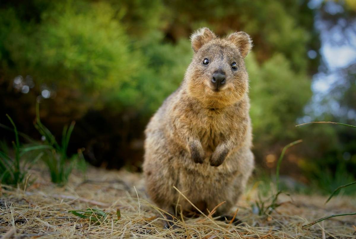 Quokka