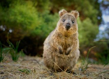 Wildlife of Western Australia