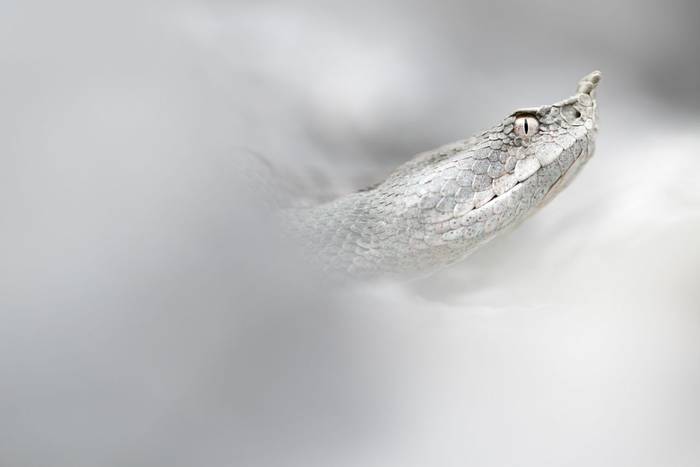 Nose-horned Viper (Vipera a. ammodytes) © Simone Giachello