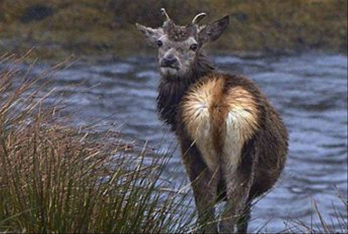 Red Deer (Derek Mills)