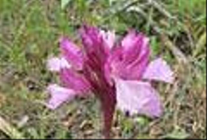 Orchis papilionacea (Paul Harmes)