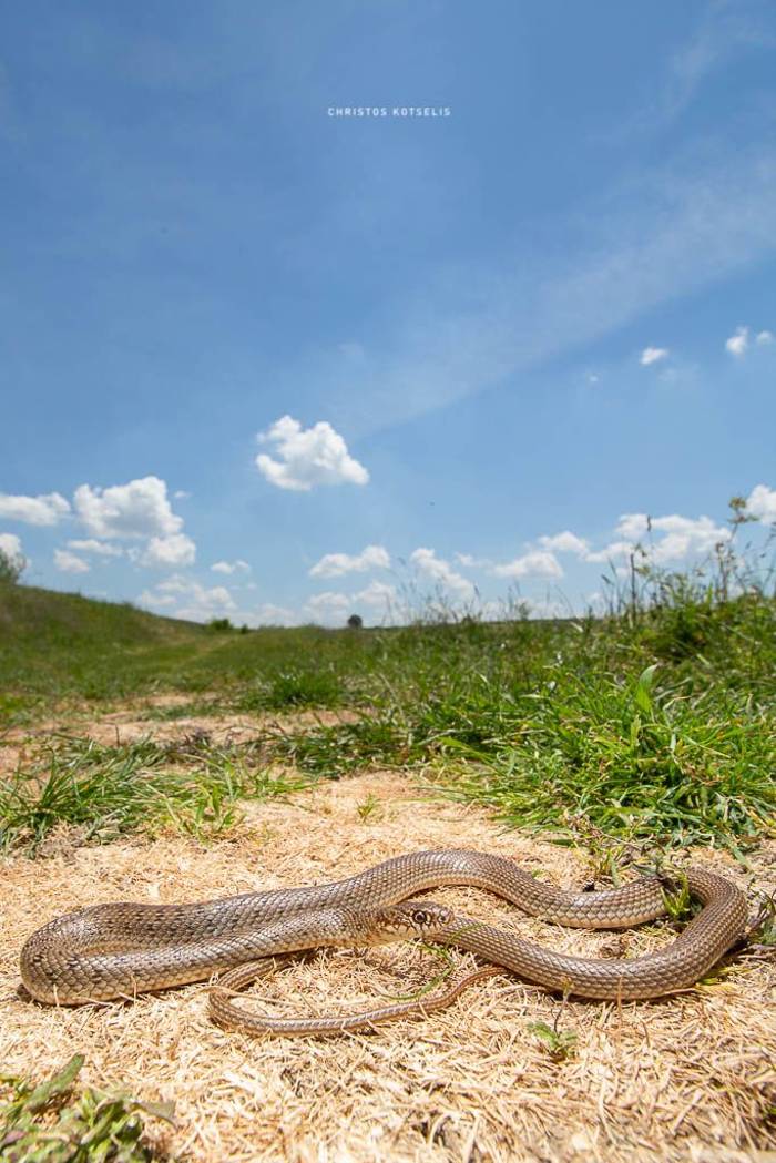 Balkan Whip Snake (Hierophis gemonensis) © Christos Kotselis
