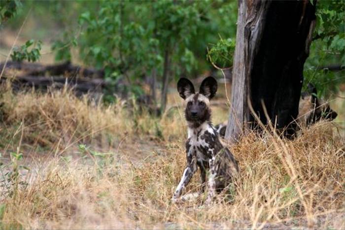 African Wild Dog by Grant Atkinson