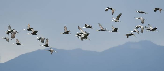 Hooded Cranes Kyushu