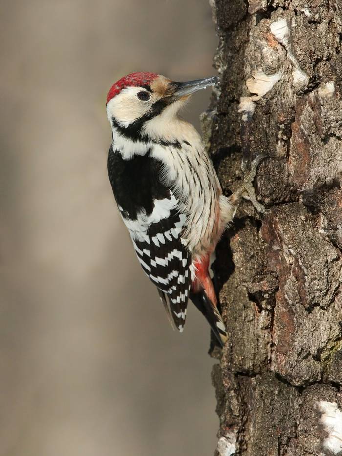 White-backed Woodpecker shutterstock_589978037.jpg