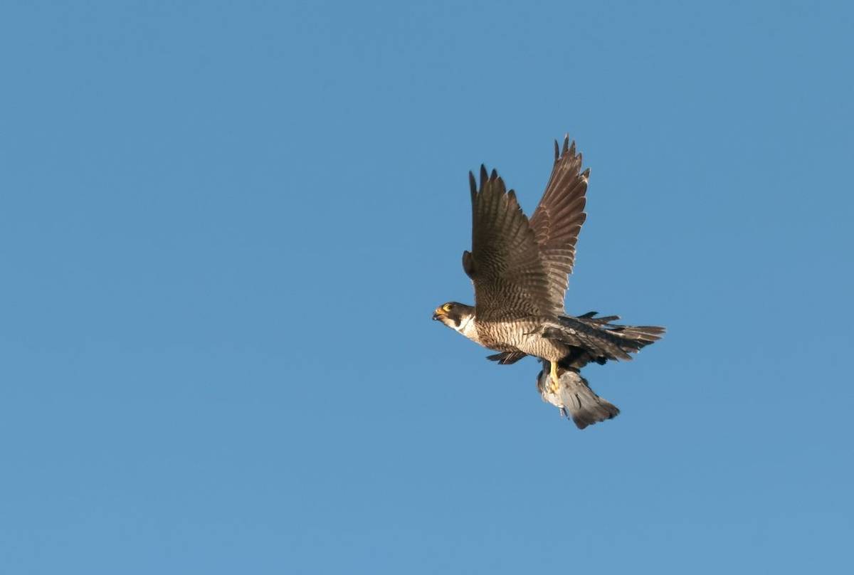 Peregrine Falcon shutterstock_779332459.jpg