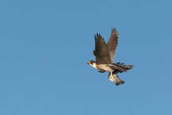 Peregrine Falcon shutterstock_779332459.jpg