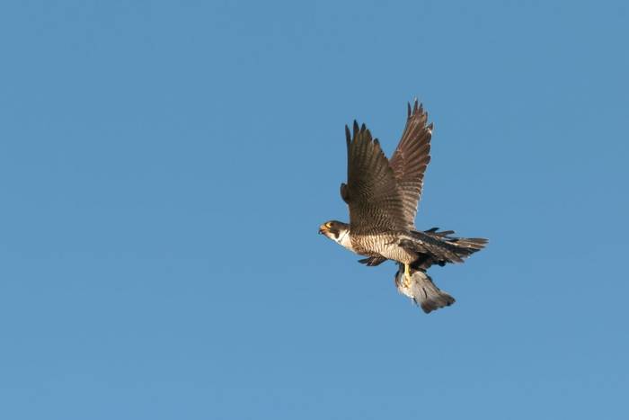 Peregrine Falcon shutterstock_779332459.jpg