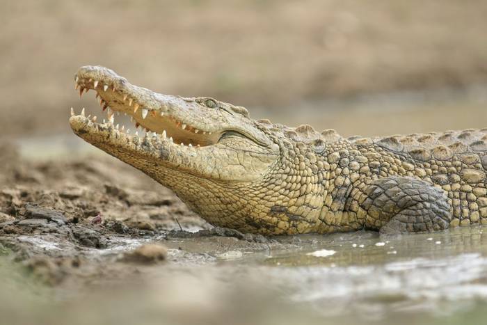 Nile crocodile shutterstock_142051126.jpg