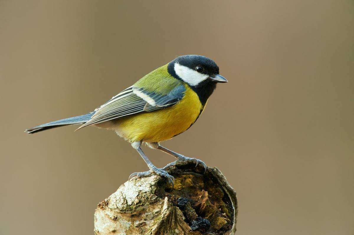 Colorful great tit (Parus major) perched on a tree trunk, photographed in horizontal