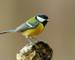 Colorful great tit (Parus major) perched on a tree trunk, photographed in horizontal