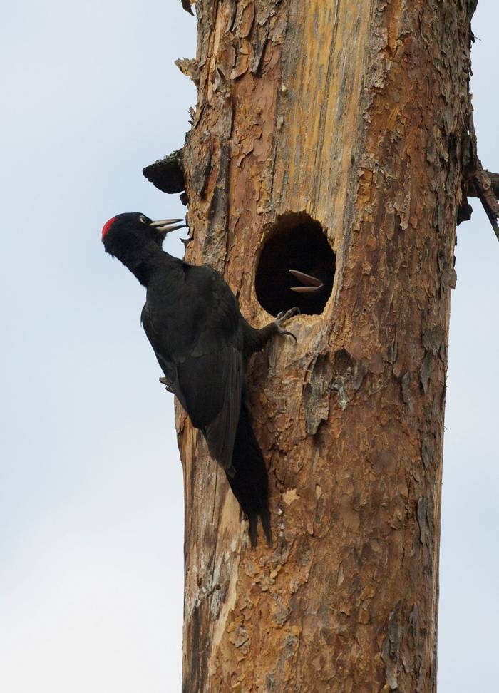Black Woodpeckers (Mati Kose)