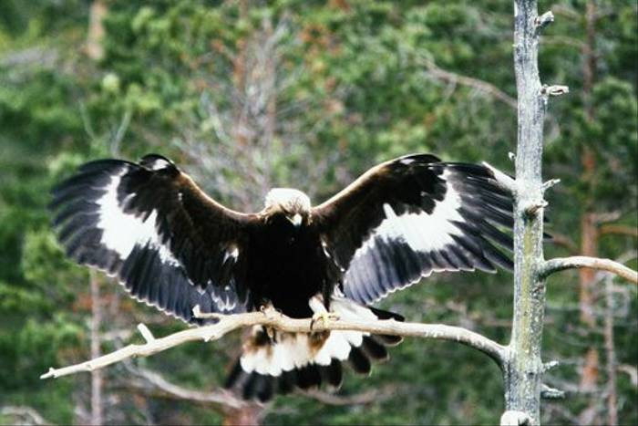Golden Eagle, Sweden (Hakan Vargas)