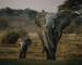 South Africa – Drakensberg & Zululand – Wildlife - Elephants – AdobeStock_234432380.jpeg