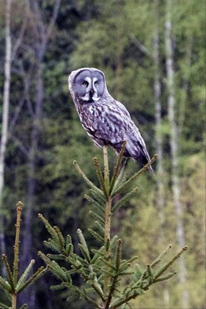 Great Grey Owl (Daniel Green)