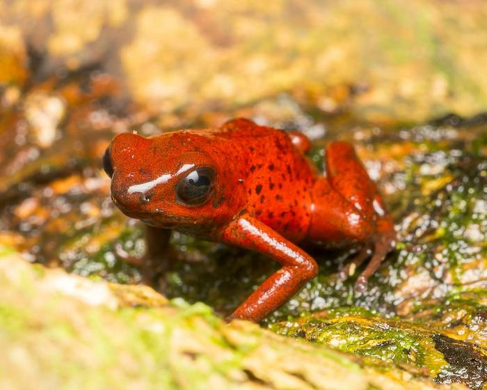 Strawberry Poison Frog (Oophaga pumilio)_t7a2971-cr3_dxo_deepprimejpg_55181624756_o.jpg
