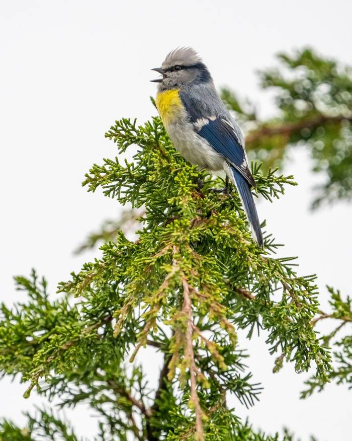 Azure Tit (Yellow-breasted) © M. Valkenburg