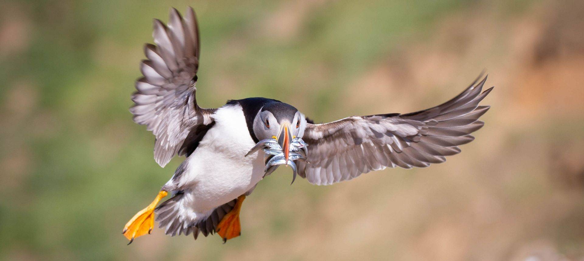Puffin Shutterstock 1125239540