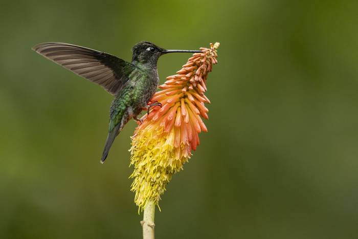 Talamanca Hummingbird © Oliver Smart, April 2026 tour