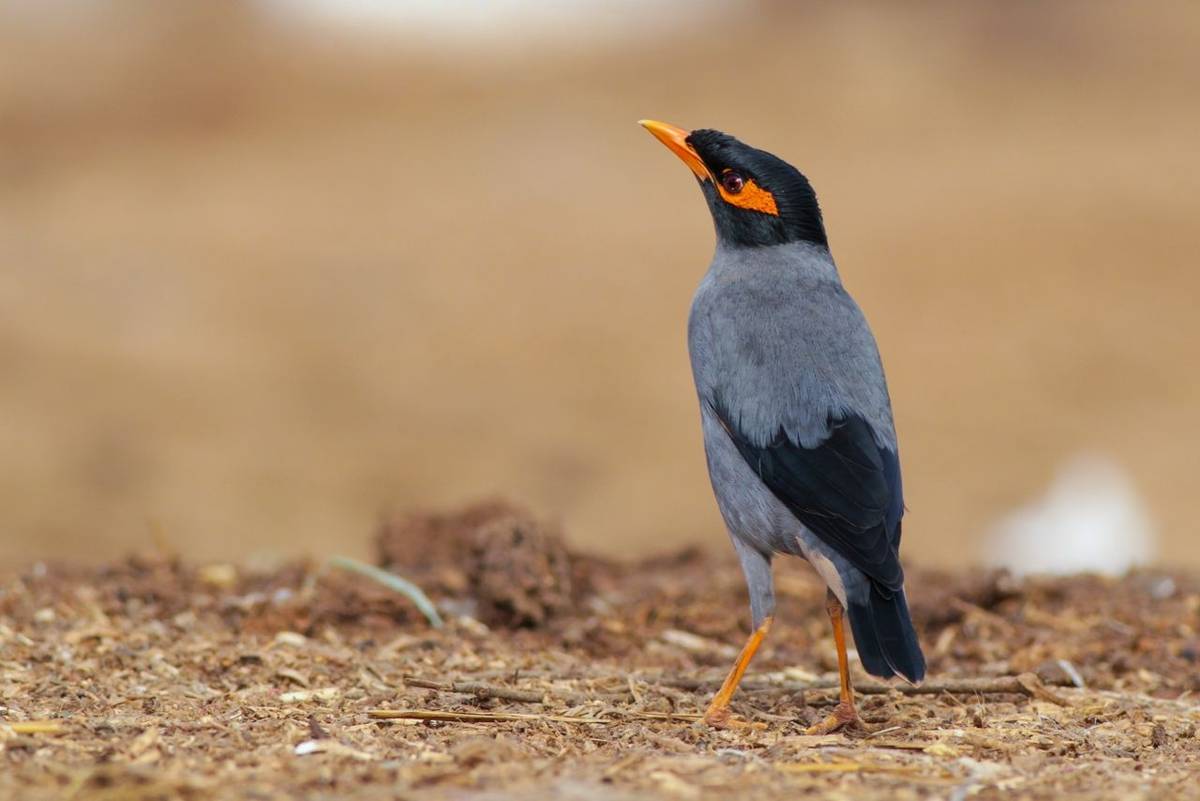 Bank Myna